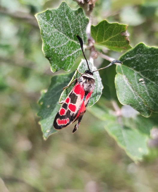 Zygaena carniolica - fehérgyűrűs csüngőlepke