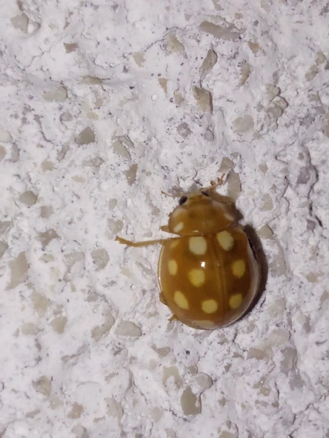 Calvia quindecimguttata - tizenötcseppes füsskata
