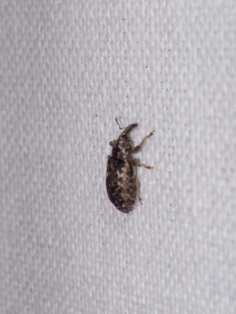 Dorytomus ictor - szegélyes hangormányos