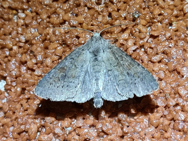 Parastichtis suspecta - sötét erdeibagoly