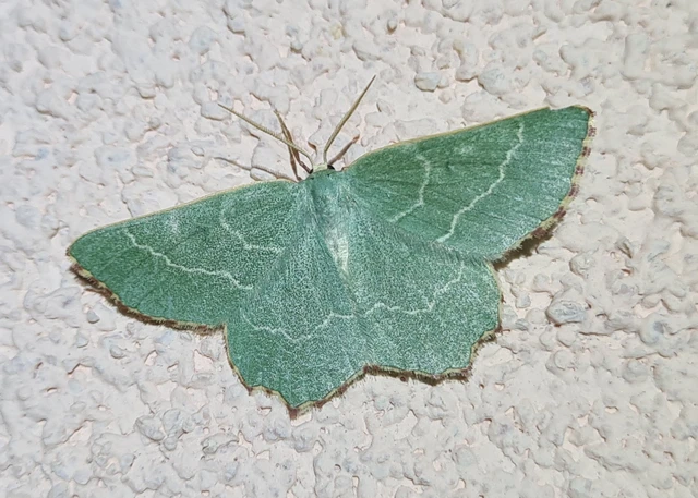 Thalera fimbrialis - csipkésszélű zöldaraszoló
