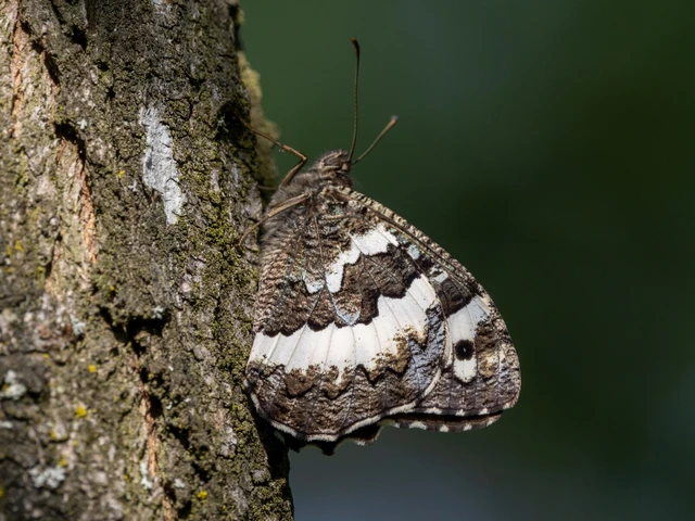 Brintesia circe - fehéröves szemeslepke