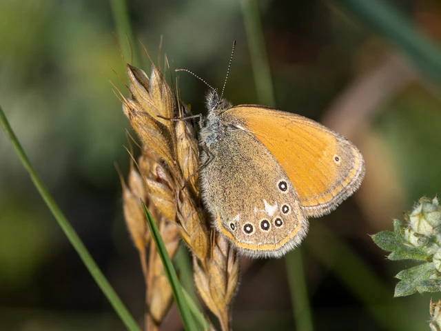 Coenonympha glycerion - közönséges szénalepke
