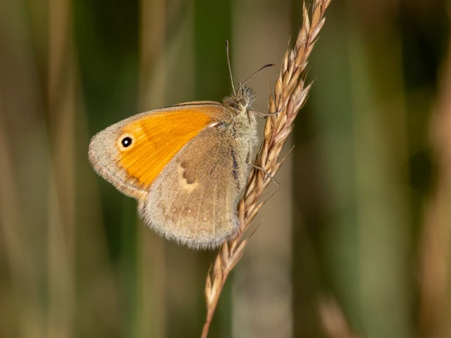 Coenonympha pamphilus - kis szénalepke