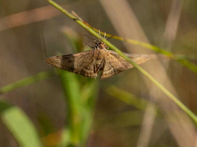 Pyrausta despicata - réti bíbormoly
