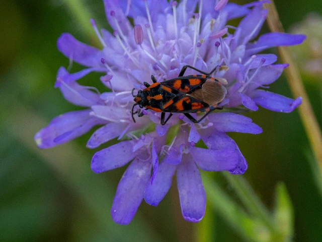 Spilostethus saxatilis - virágbodobács