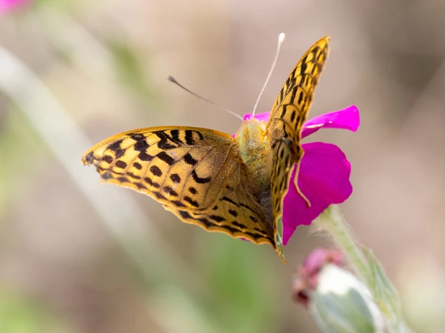 Argynnis pandora - zöldes gyöngyházlepke