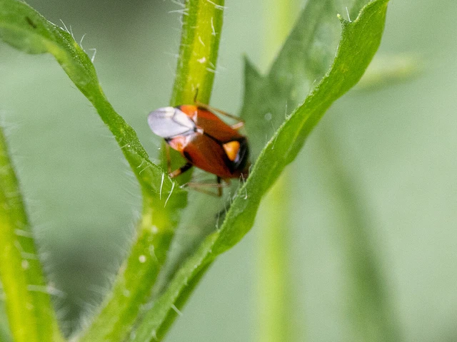 Deraeocoris ruber - vöröses mezeipoloska