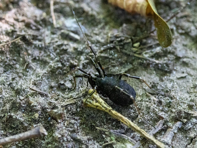Opiliones - Kaszáspókok