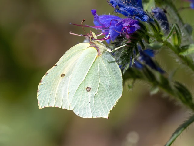 Gonepteryx rhamni - citromlepke