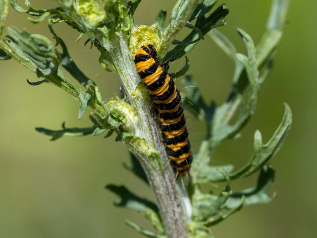 Tyria jacobaeae - jakabfű-medvelepke