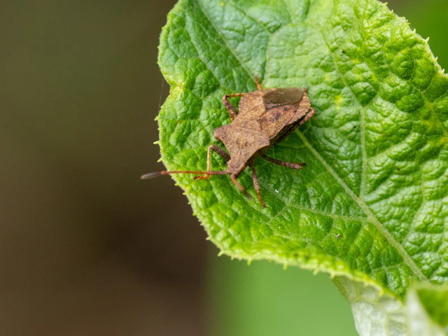 Coreus marginatus - közönséges karimáspoloska