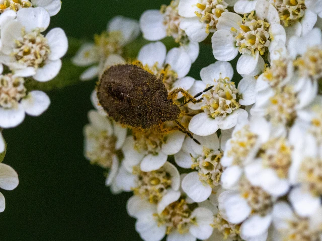 Dolycoris baccarum - közönséges bogyómászó-poloska Dolycoris baccarum - közönséges bogyómászó-poloska
