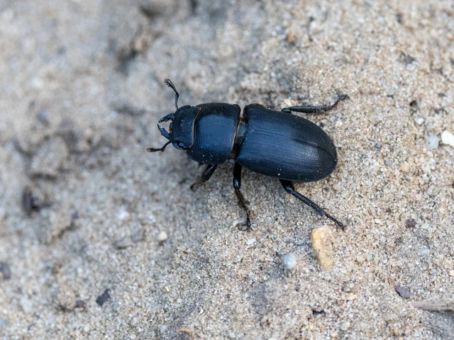 Dorcus parallelipipedus - kis szarvasbogár