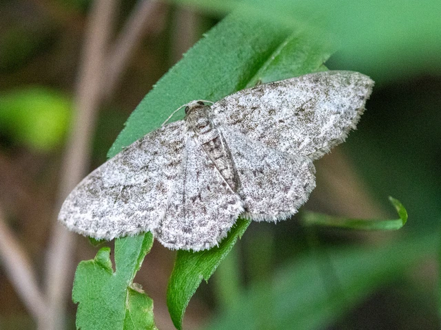 Ectropis crepuscularia - avararaszoló