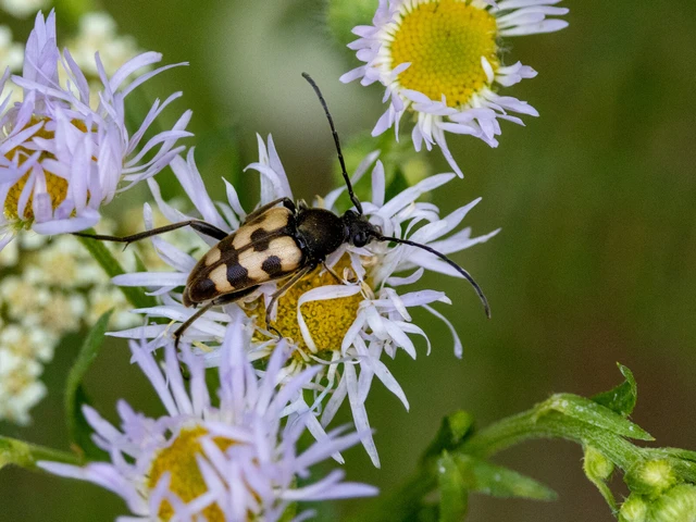 Pachytodes erraticus - rajzos virágcincér