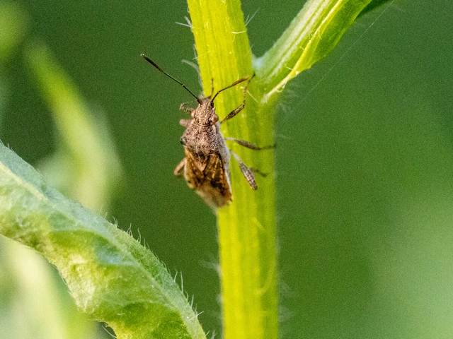 Rhopalidae - üvegpoloskák
