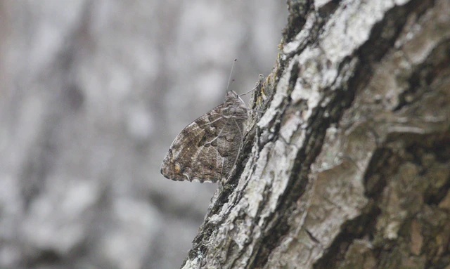 Hipparchia semele - barna szemeslepke