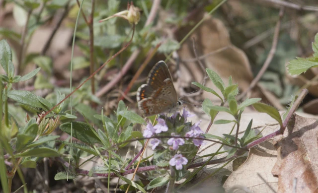 Aricia agestis - szerecsenboglárka