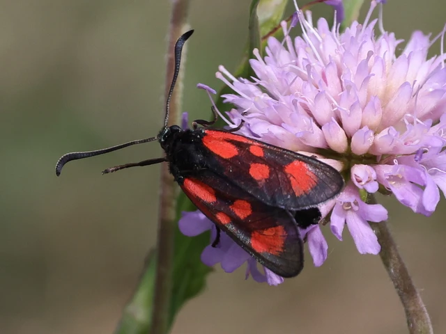 Zygaena loti - közönséges csüngőlepke