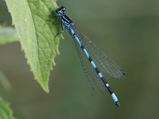 Coenagrion ornatum - díszes légivadász