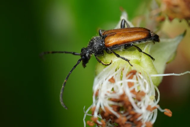 Stictoleptura maculicornis - tarkacsápú virágcincér