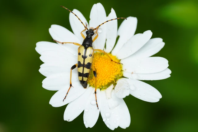 Rutpela maculata - tarkacsápú karcsúcincér Rutpela maculata - tarkacsápú karcsúcincér