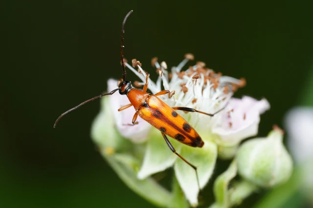 Stenurella septempunctata - hétpettyes karcsúcincér