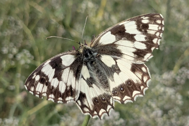 Melanargia galathea - sakktáblalepke