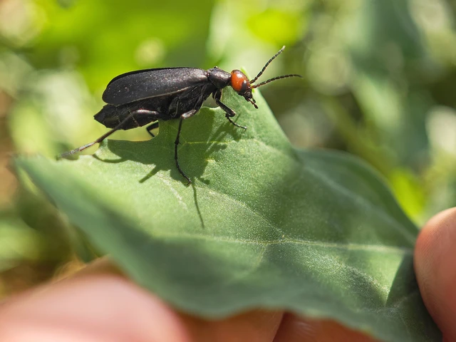 Epicauta rufidorsum - hollóbogár
