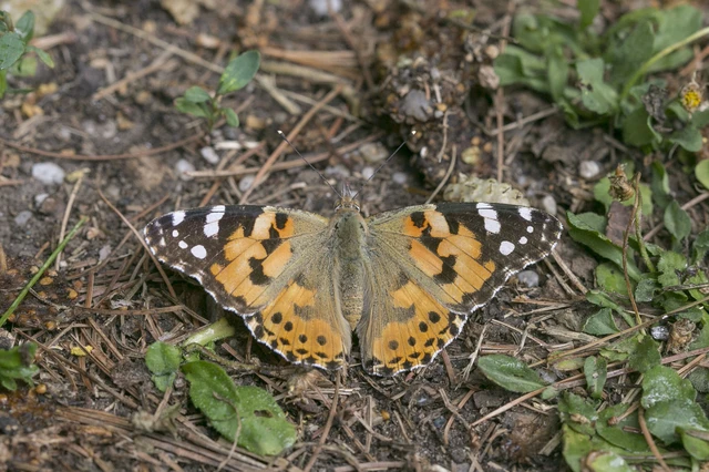 Vanessa cardui - bogáncslepke