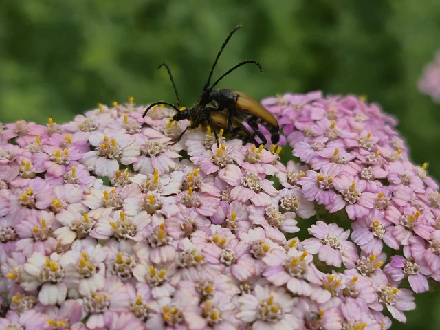 Stictoleptura fulva - vörhenyes virágcincér
