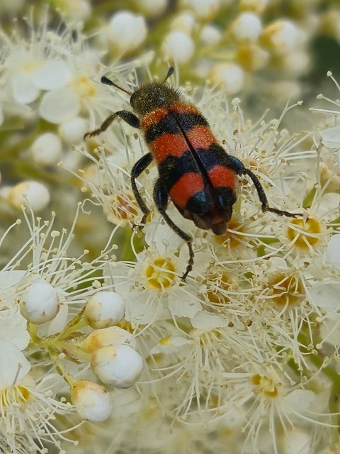 Trichodes apiarius - szalagos méhészbogár