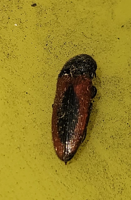 Ampedus sanguinolentus - középfoltos pattanó
