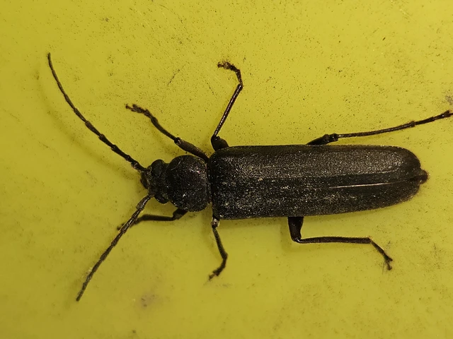Arhopalus rusticus - gödrösnyakú cincér