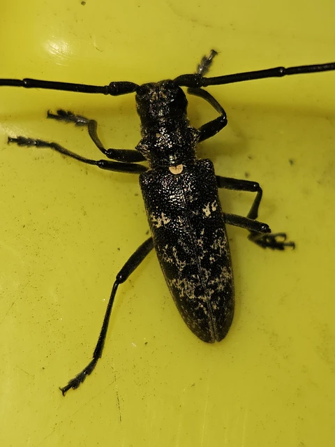 Monochamus