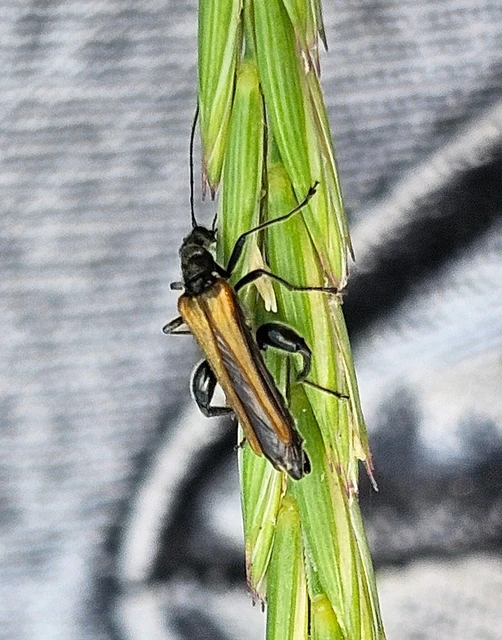 Oedemera femorata - sárgahátú álcincér