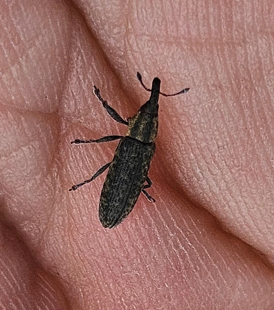Lixus cardui/filiformis