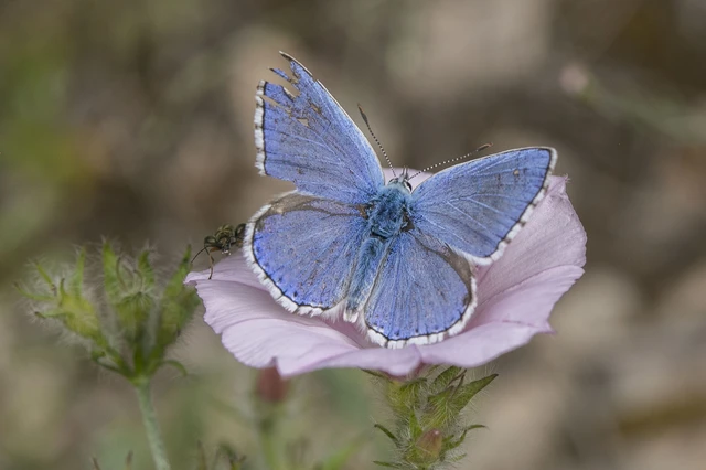 Polyommatus bellargus - égszínű boglárka