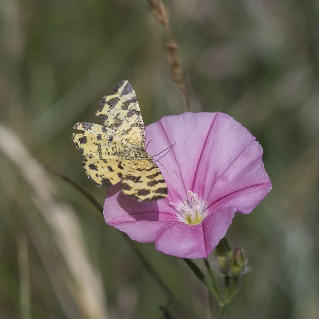 Pseudopanthera macularia - párducfoltos araszoló