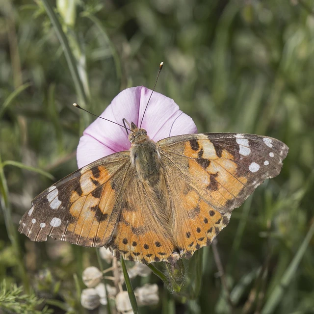 Vanessa cardui - bogáncslepke
