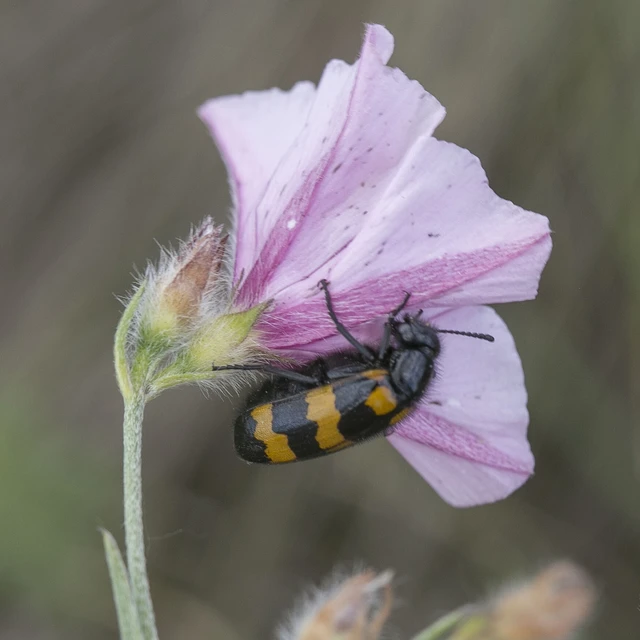 Mylabris variabilis - szalagos hólyaghúzó