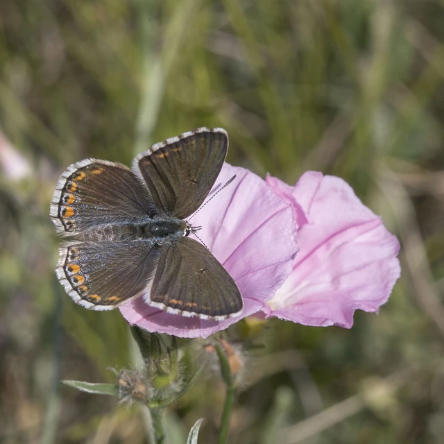 Polyommatus bellargus - égszínű boglárka