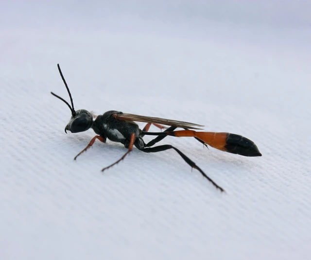Ammophila heydeni - vöröslábú hernyóölődarázs