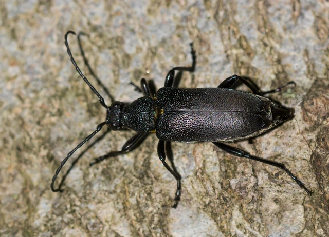 Stictoleptura scutellata - hegyi virágcincér