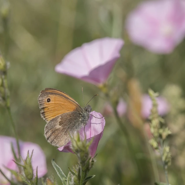 Coenonympha pamphilus - kis szénalepke