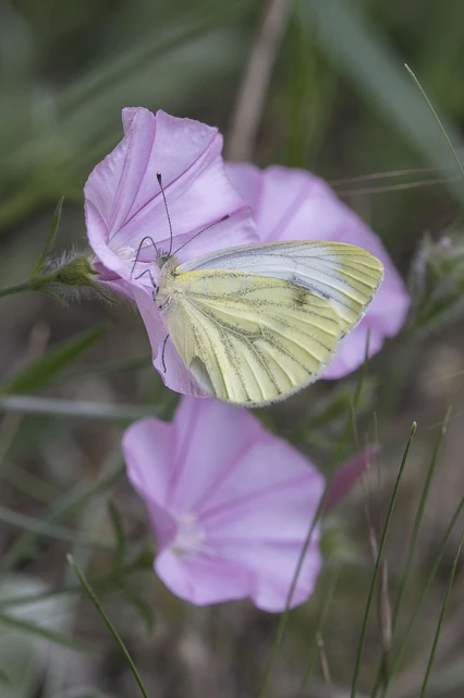Pieris napi - repcelepke