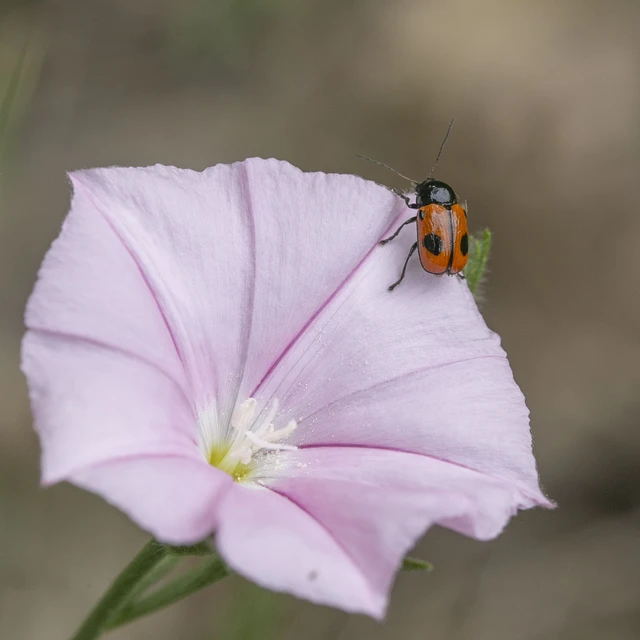 Cryptocephalus bipunctatus - kétpettyes zömökbogár