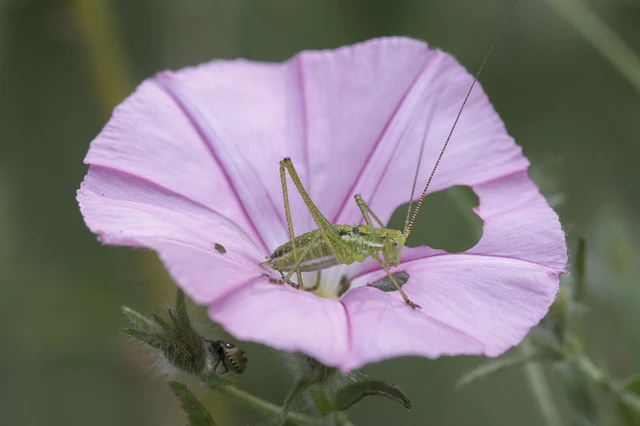 Leptophyes albovittata - közönséges virágszöcske Leptophyes albovittata - közönséges virágszöcske
