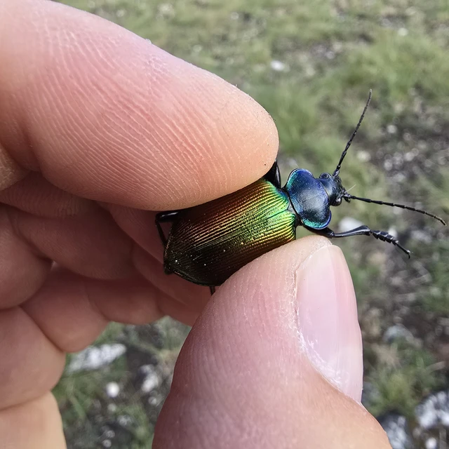 Calosoma sycophanta - aranyos bábrabló